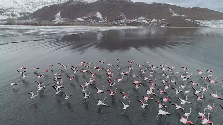 Van'ın Renkli Misafirleri: Erçek Gölü'nde Flamingo Şöleni