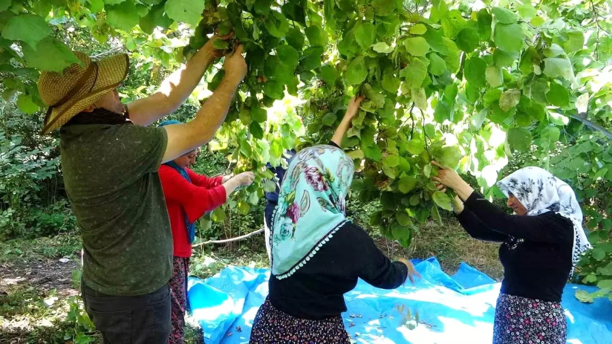Van'ın Gevaş İlçesinde Fındık Hasadı Başladı!