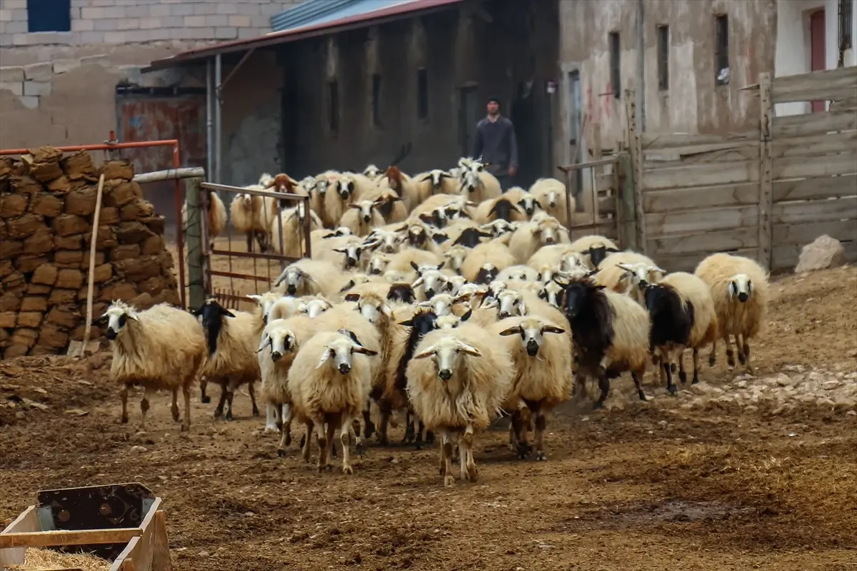 Van Depremi Sonrası Besicilere Yeni Hayvanlar Hibe Edildi