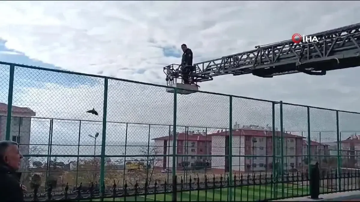 Van’da Halı Saha Mahsur Kalan Karga Kurtarıldı
