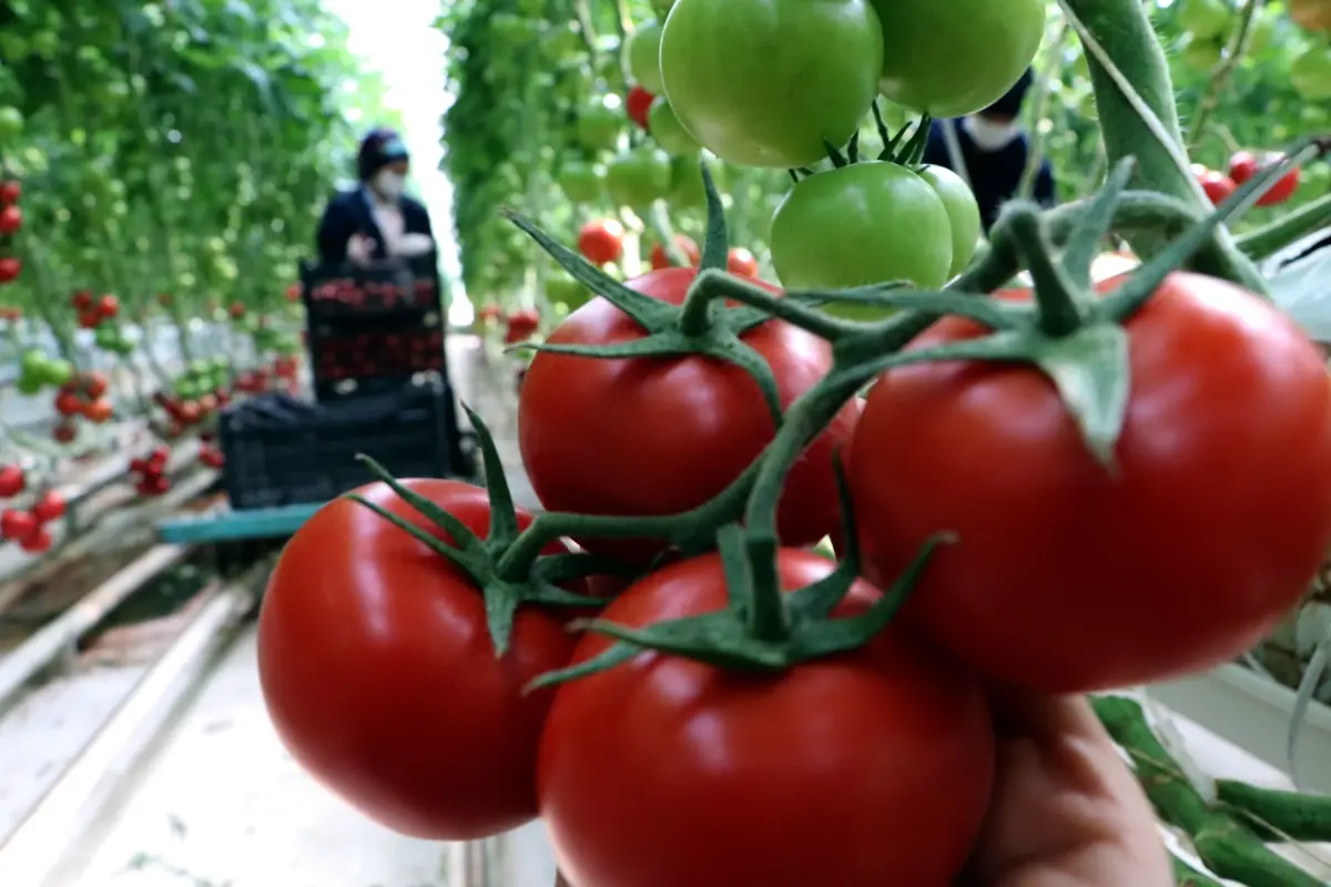 Çaldıran'da Jeotermal Enerjiyle Domates Üretimi 800 Tonu Aşıyor