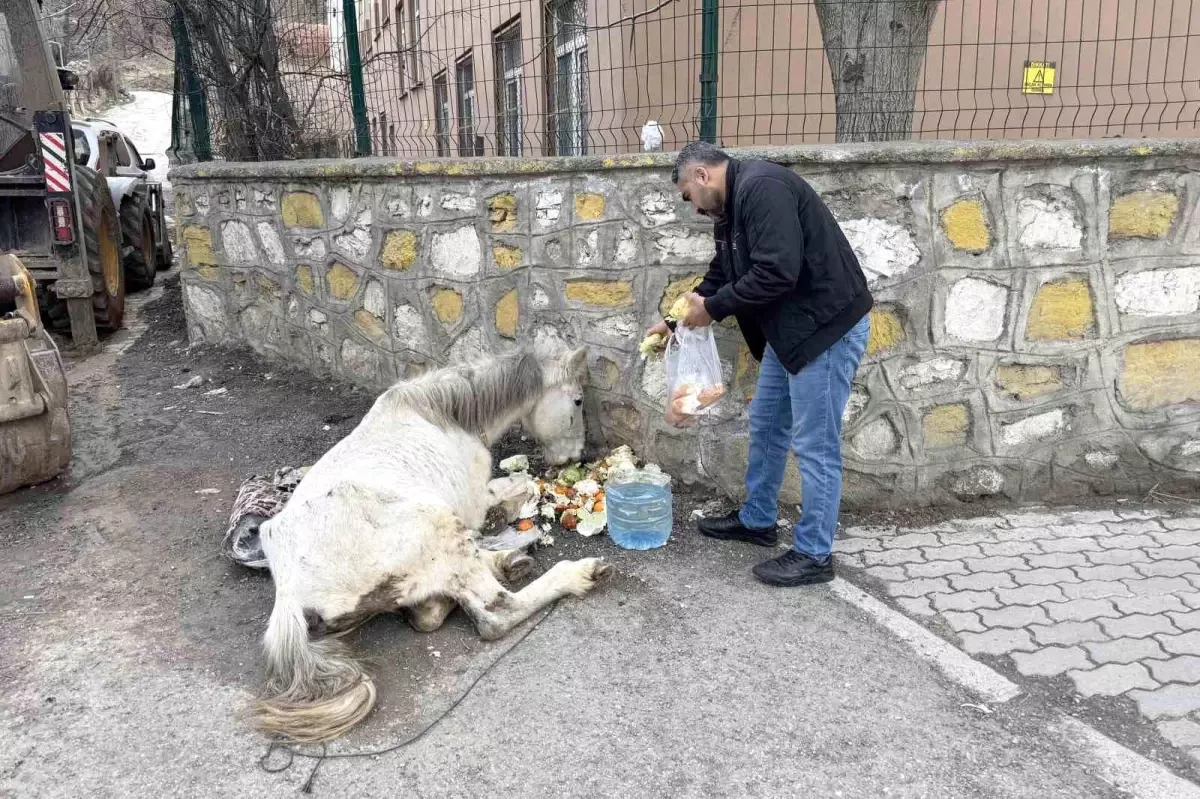 Çatak’ta Bitkin Düşen Katıra Vatandaşlar Sahip Çıktı