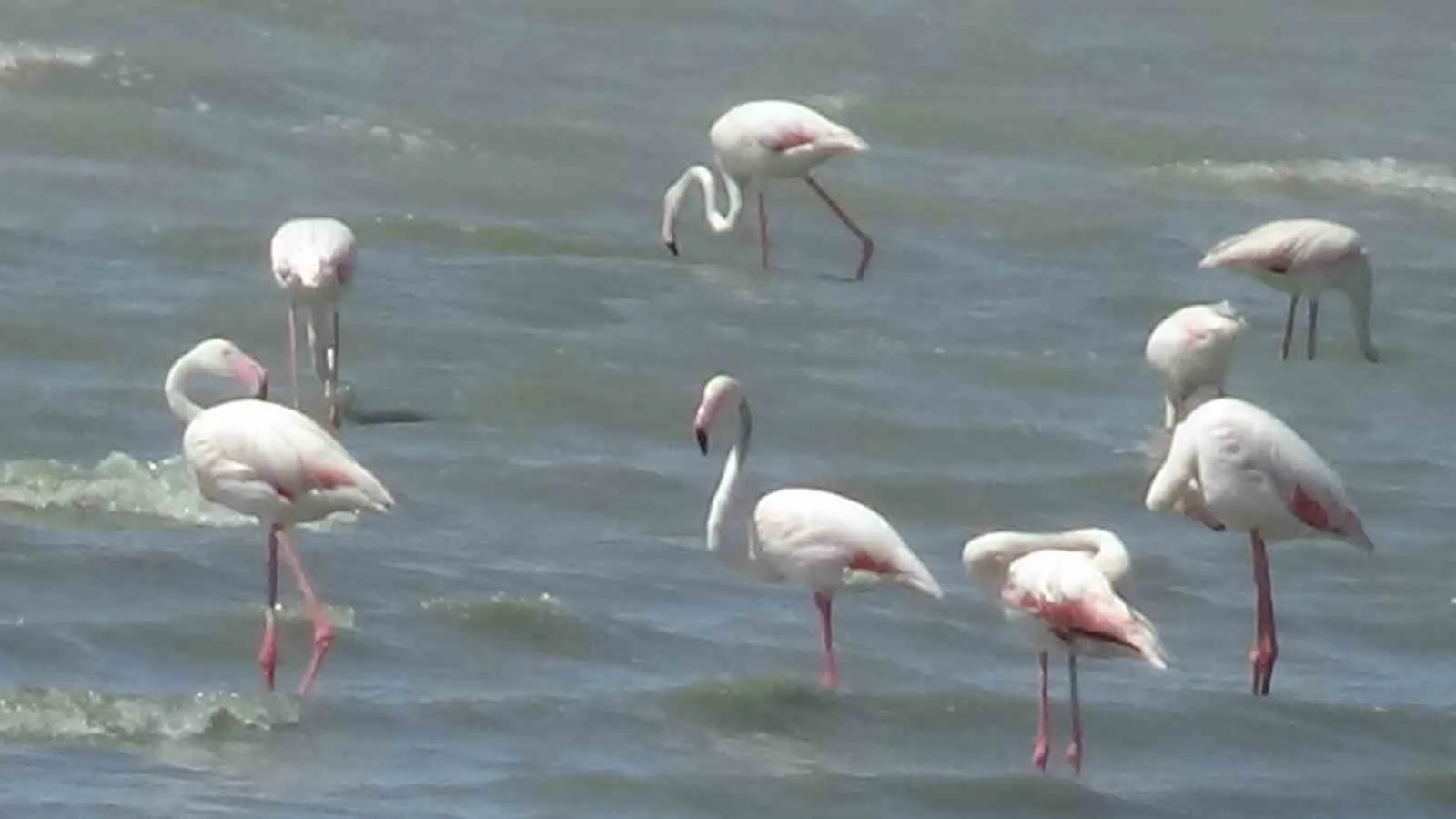Flamingolar Van’a Döndü! Erçek Gölü Renk Cümbüşüne Büründü
