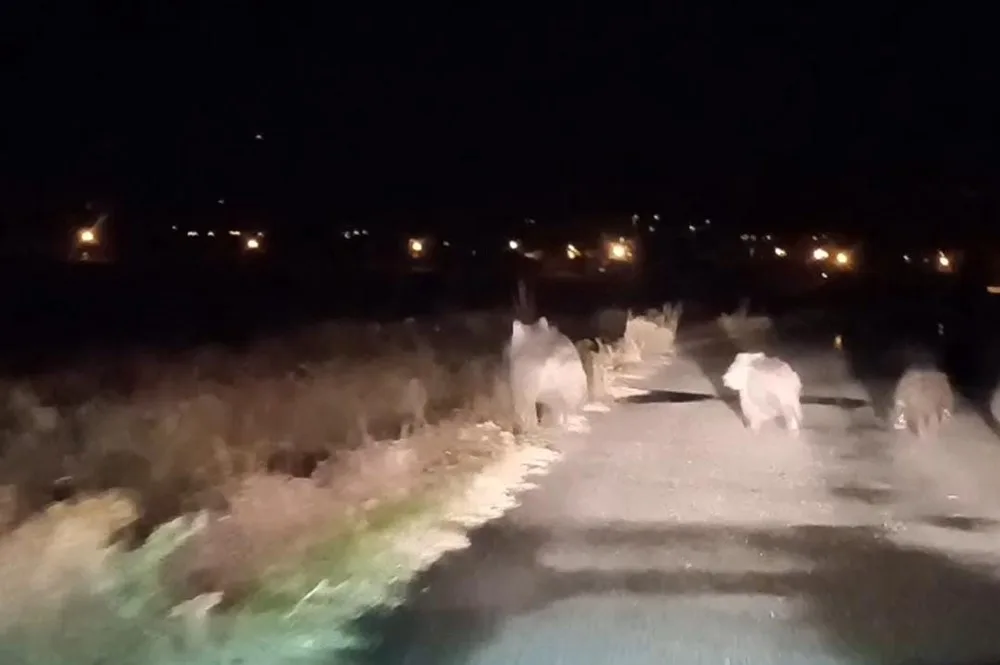 Ayıların ikinci saldırısı: Arıcıya 150 bin TL’lik zarar!