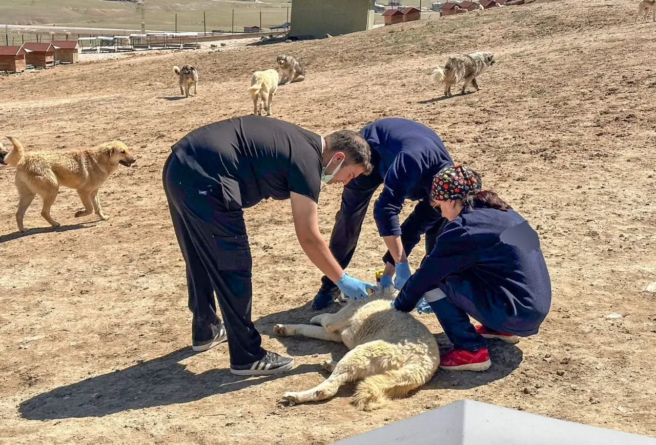 Van’da Sahipsiz Hayvanlara Aşı Seferberliği