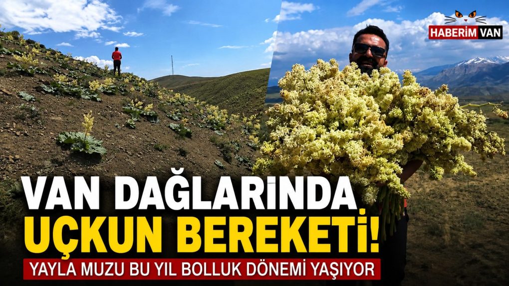 Van Dağlarında Uçkun Bereketi! Bu Yıl Bolluğu Dikkat Çekiyor